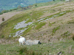 
Leat from Keepers Pond to Garnddyrys, May 2012